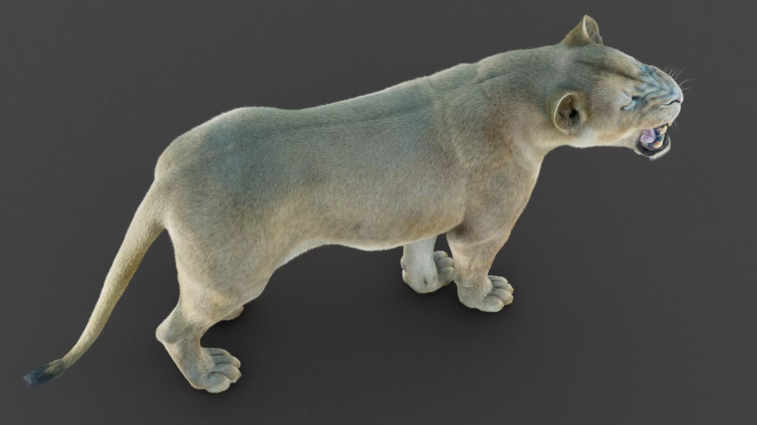 Lioness 2025 RIG Maya - Xgen-Core 3D model_9