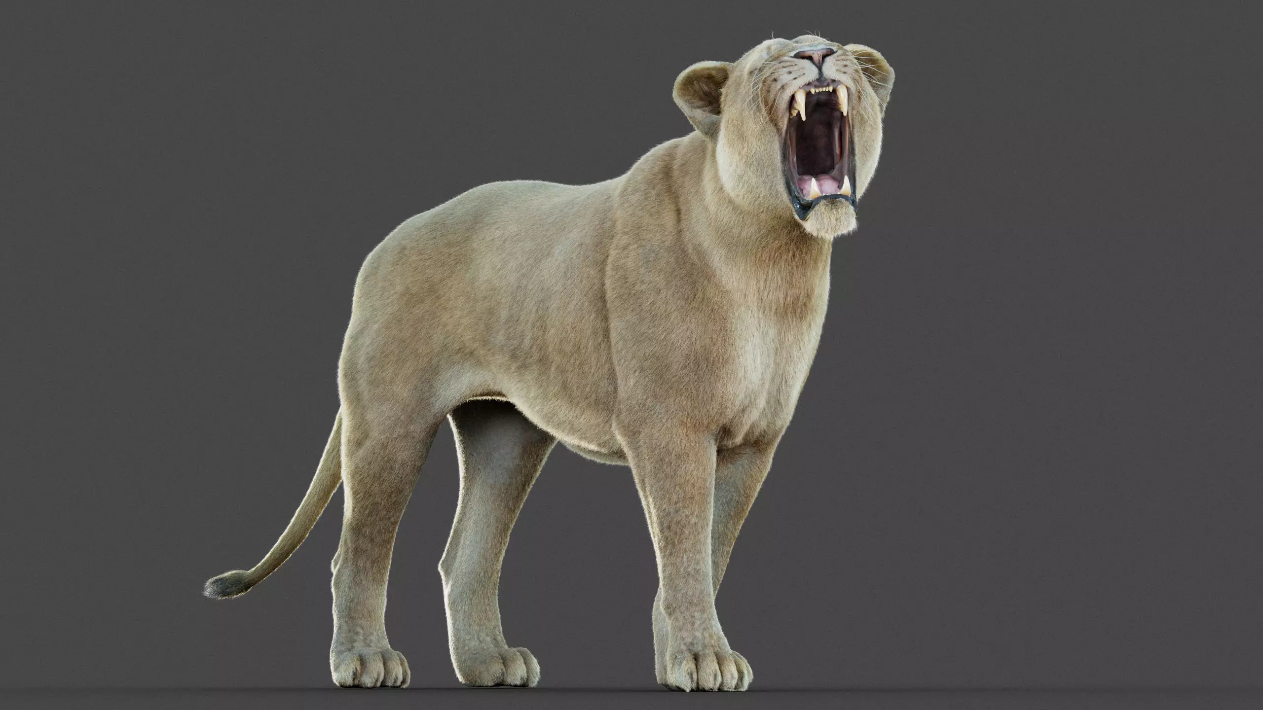 Lioness 2025 RIG Maya - Xgen-Core 3D model_11
