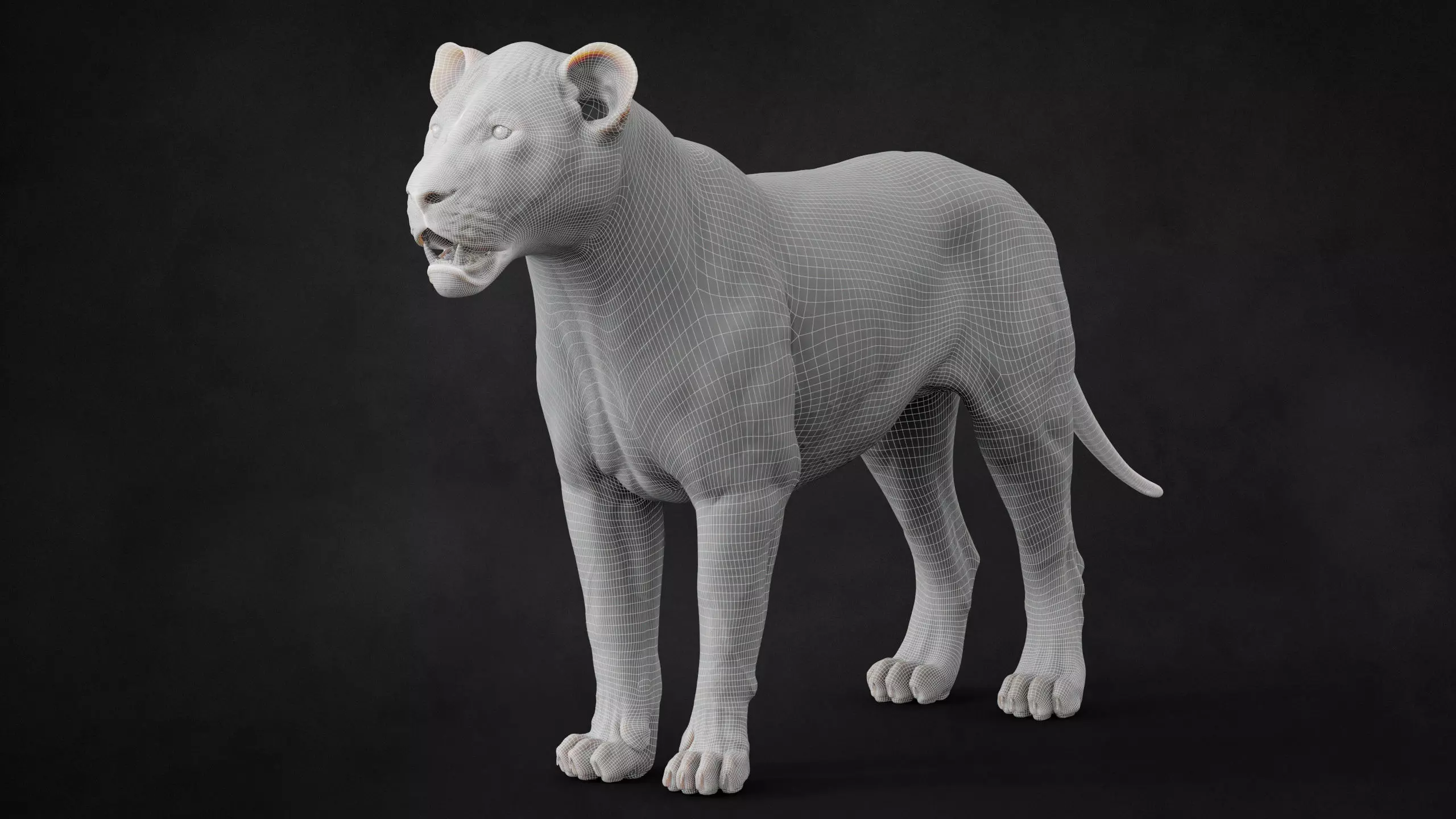 Lioness 2025 RIG Maya - Xgen-Core 3D model_18