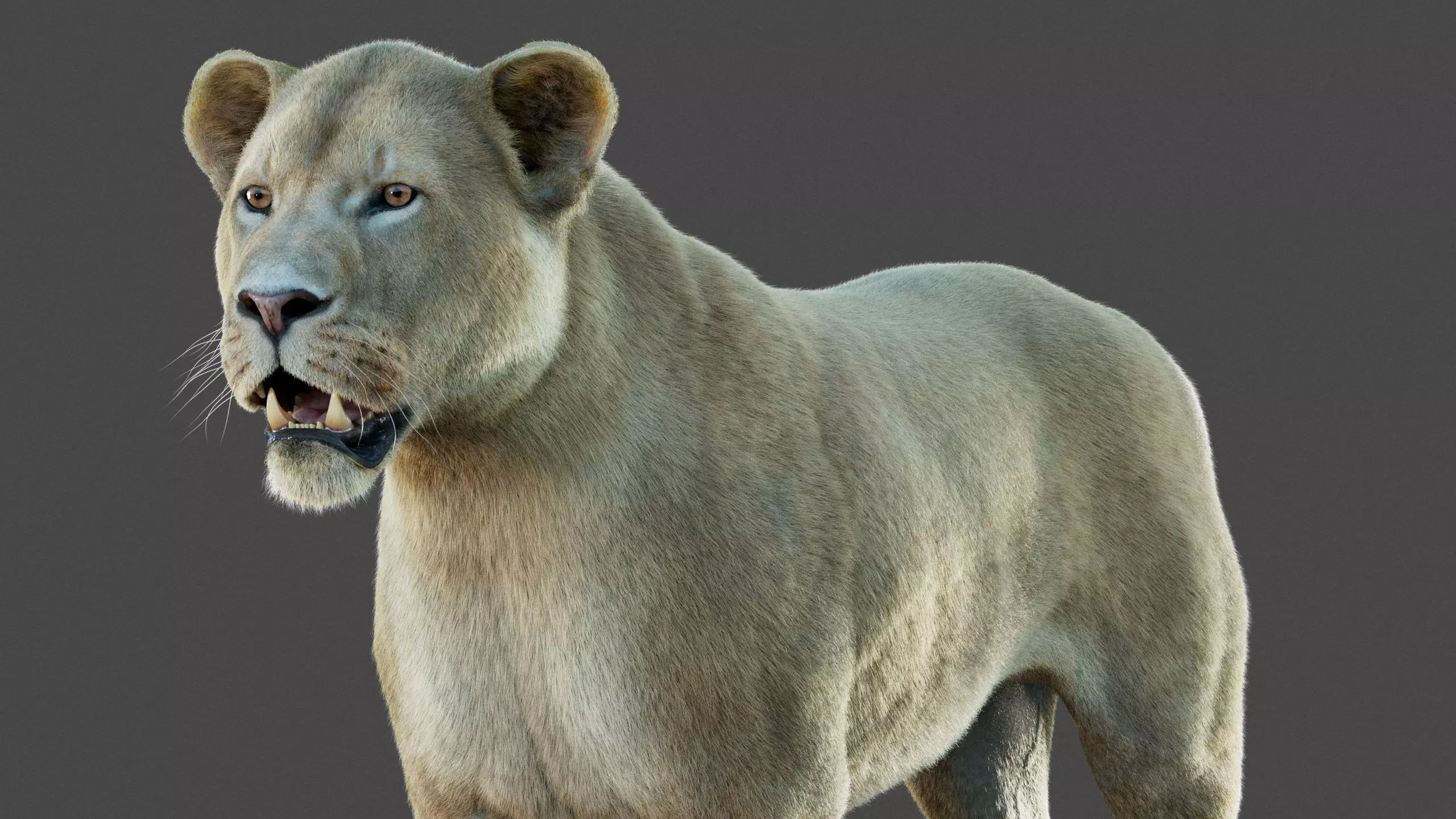 Lioness 2025 RIG Maya - Xgen-Core 3D model_16