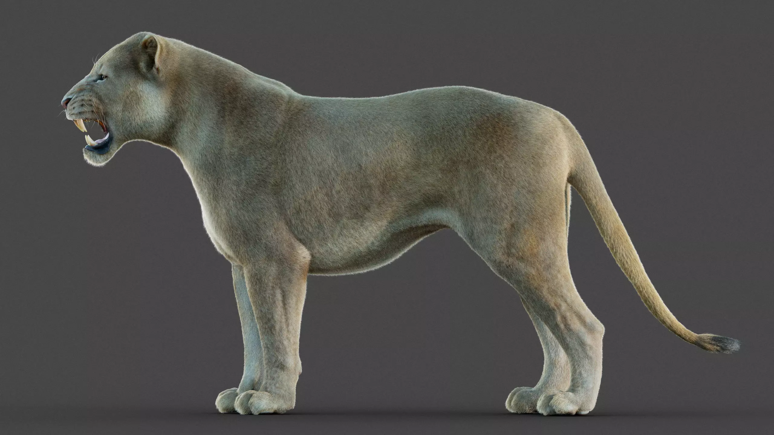 Lioness 2025 RIG Maya - Xgen-Core 3D model_12
