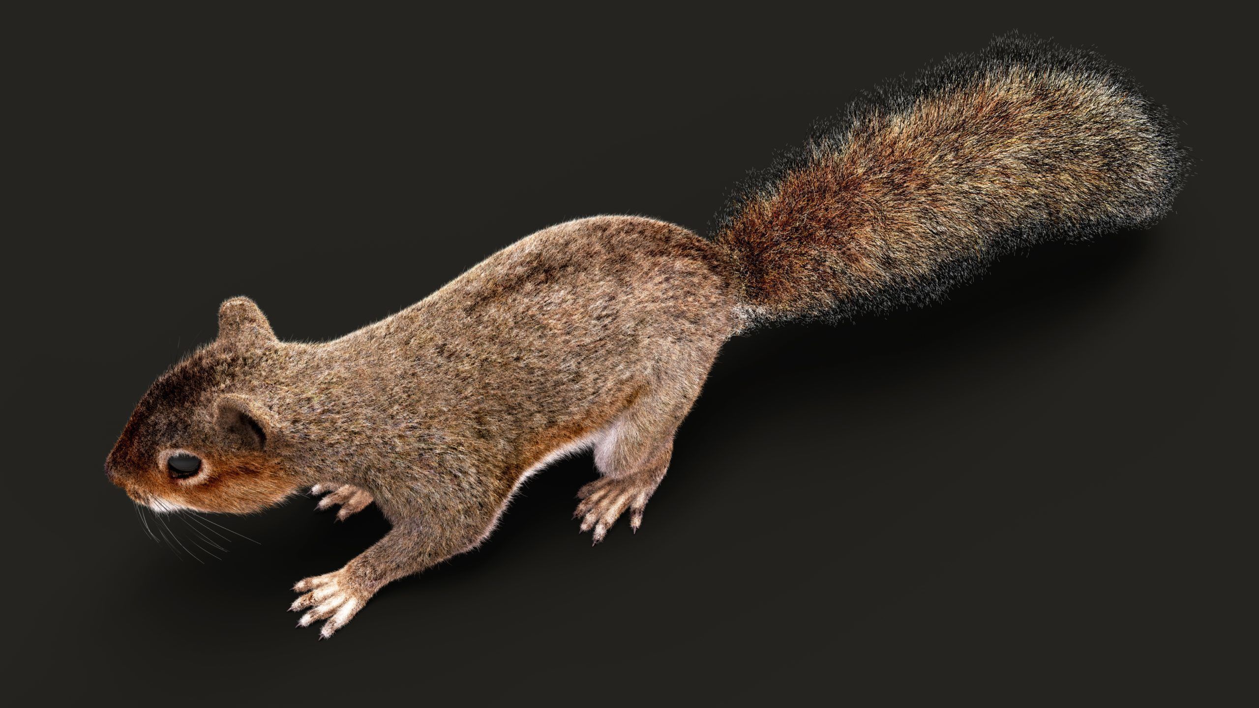 SQUIRREL ANIMATED XGEN CORE 3D model_4