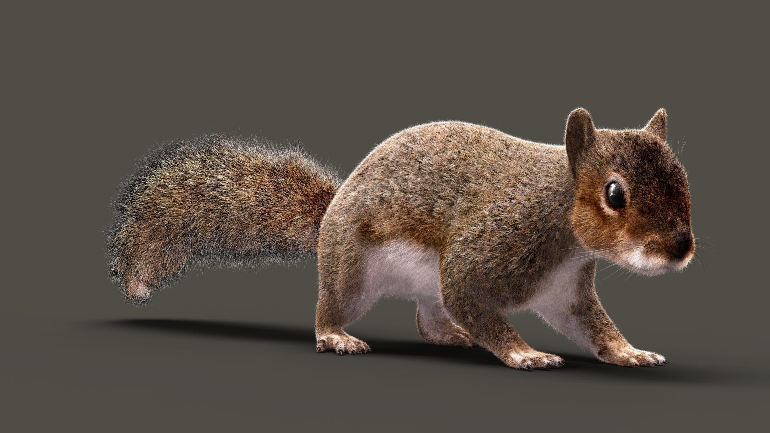 SQUIRREL ANIMATED XGEN CORE 3D model_8