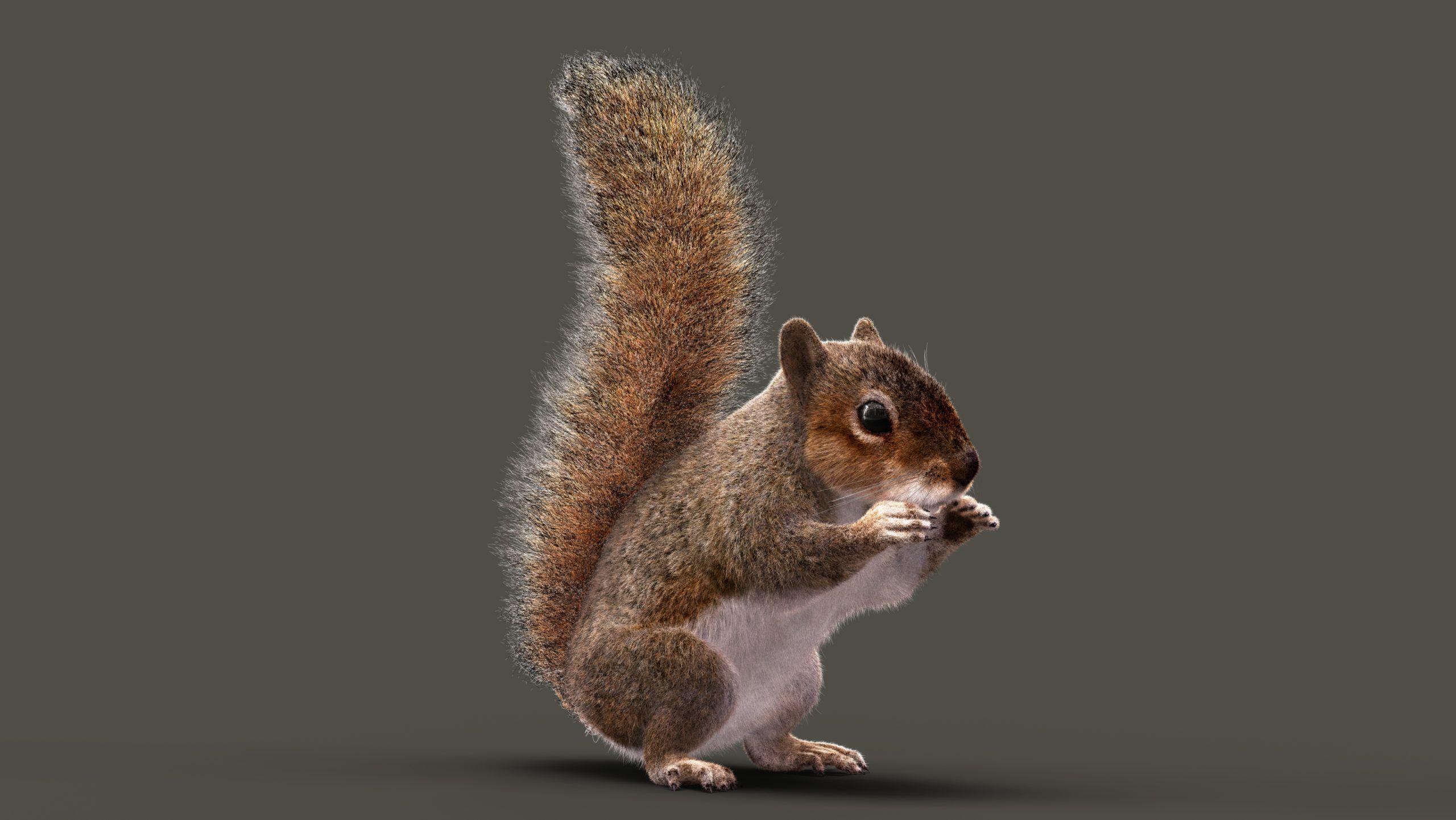 SQUIRREL ANIMATED XGEN CORE 3D model_5