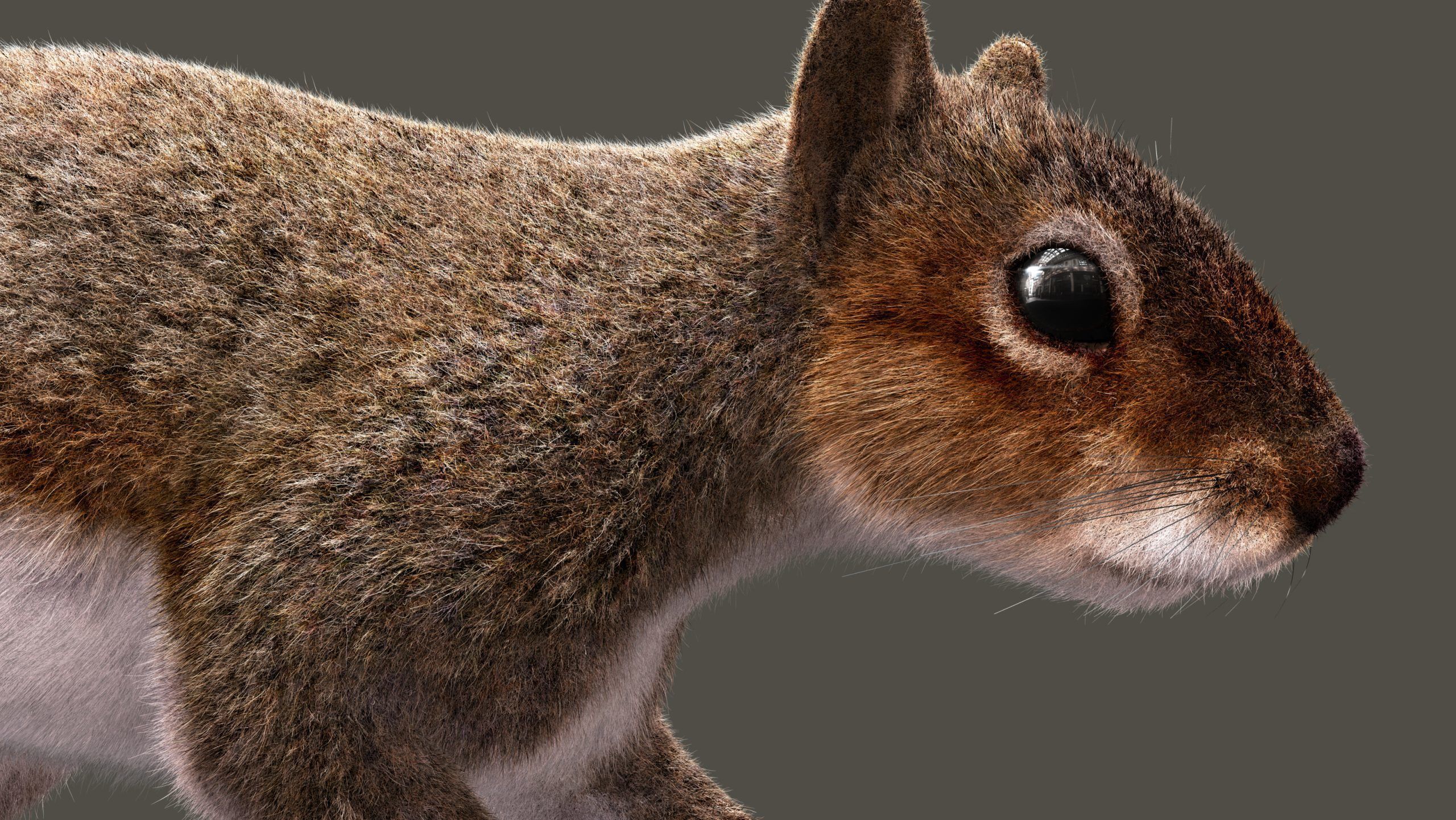 SQUIRREL ANIMATED XGEN CORE 3D model_12