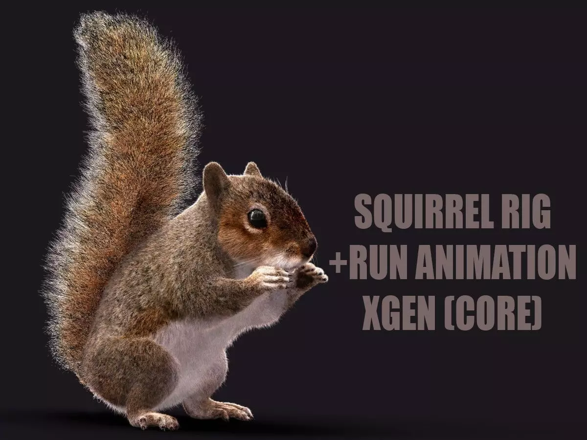 SQUIRREL ANIMATED XGEN CORE 3D model_0