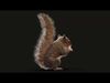 SQUIRREL ANIMATED XGEN CORE 3D model_1