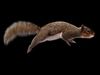 SQUIRREL ANIMATED XGEN CORE 3D model_2