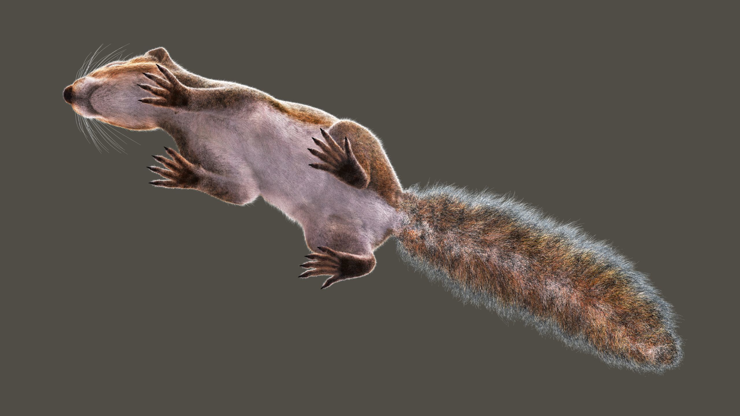 SQUIRREL ANIMATED XGEN CORE 3D model_13