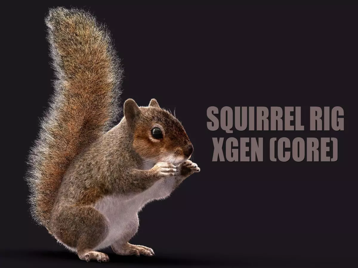 SQUIRREL RIG XGEN CORE 3D model_0