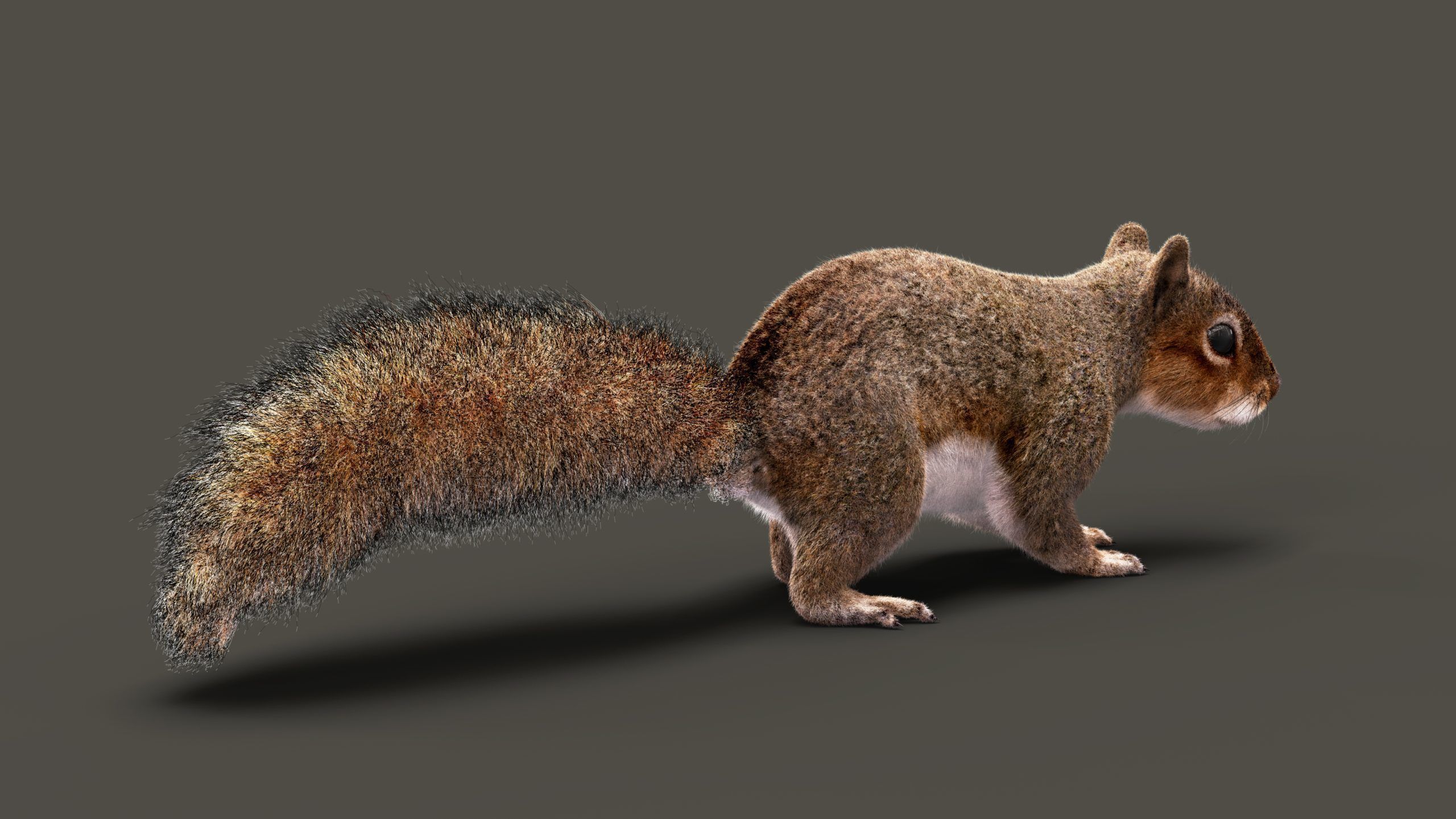 SQUIRREL RIG XGEN CORE 3D model_6