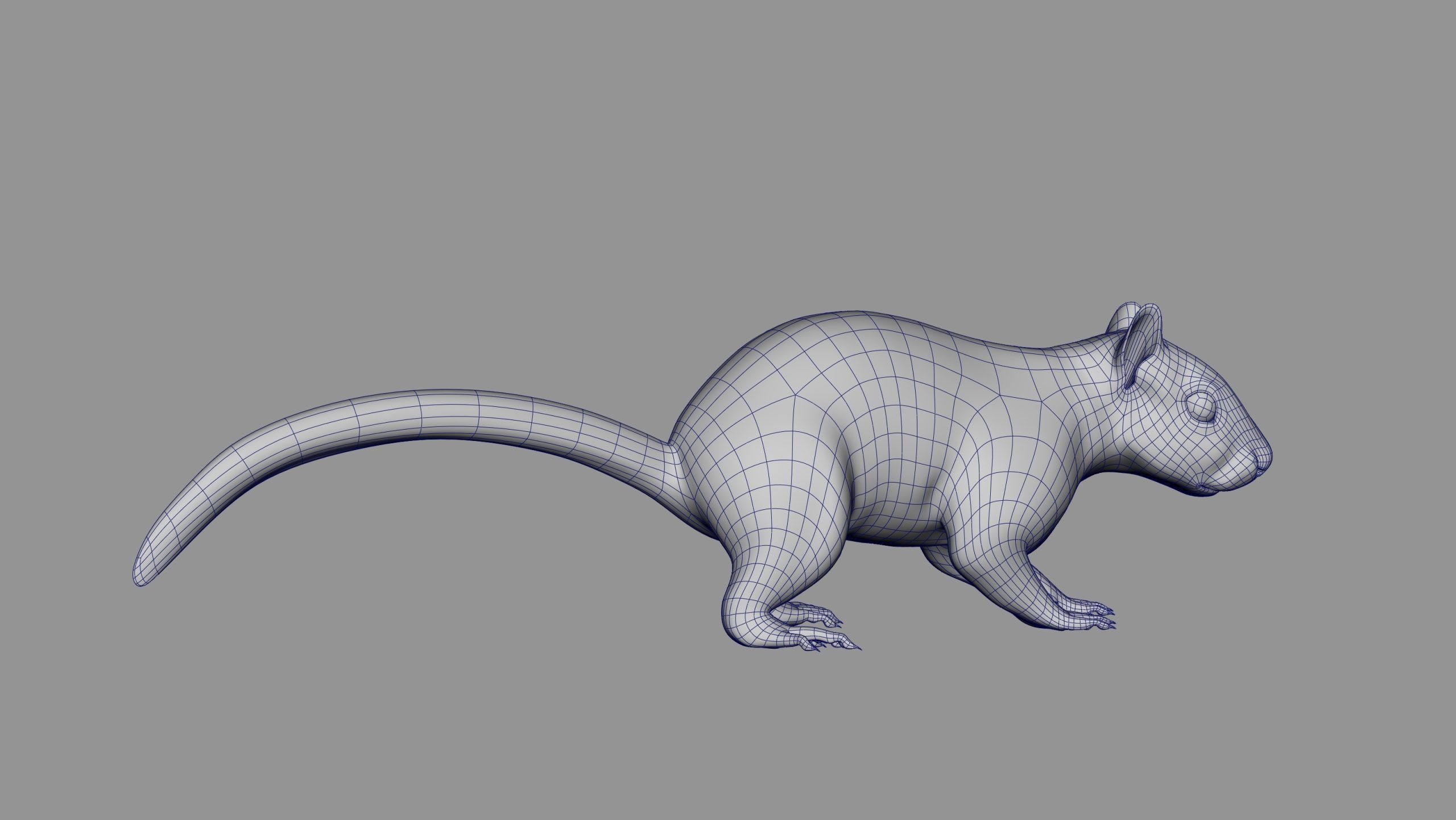 SQUIRREL RIG XGEN CORE 3D model_15