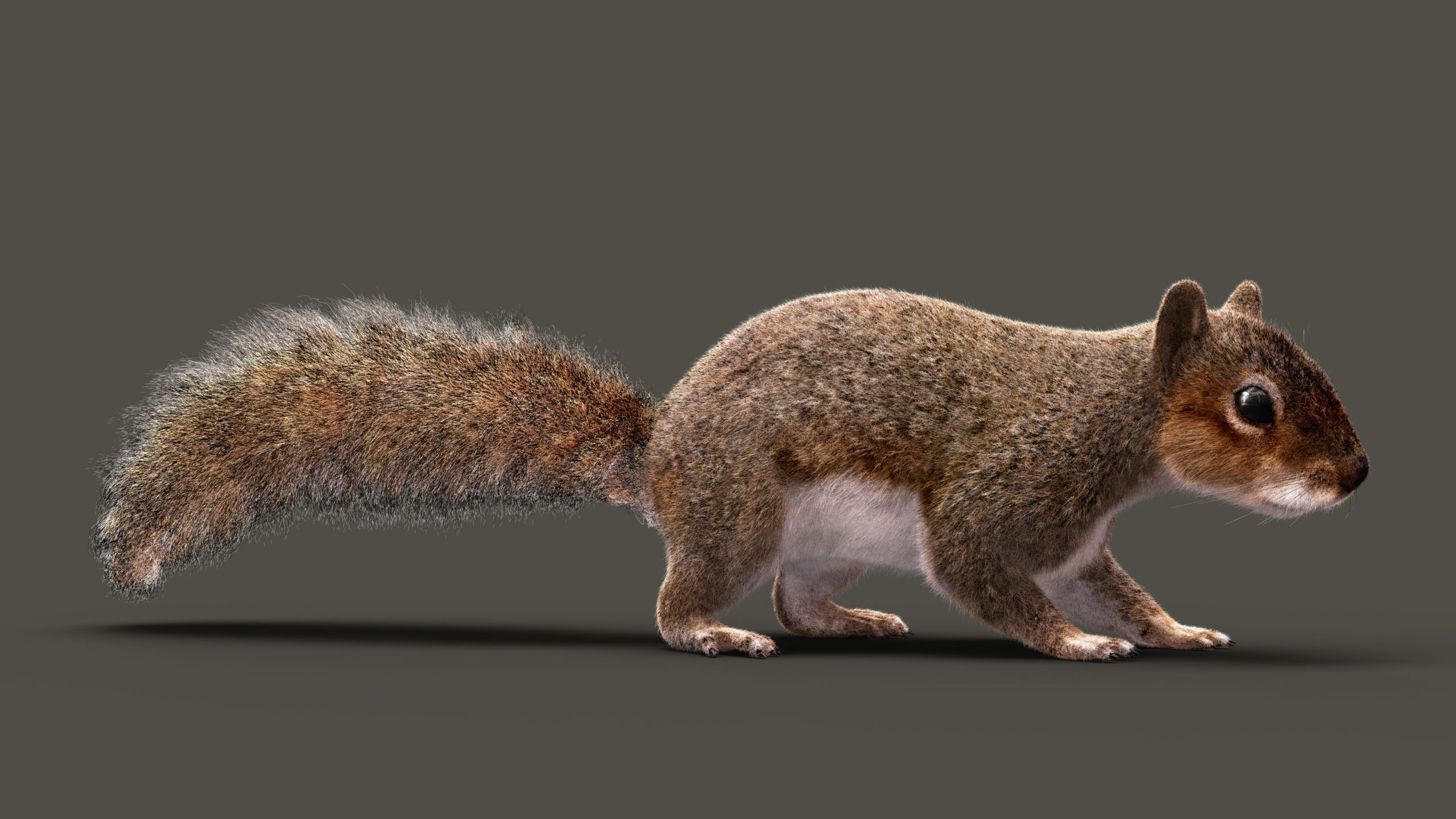 SQUIRREL RIG XGEN CORE 3D model_5