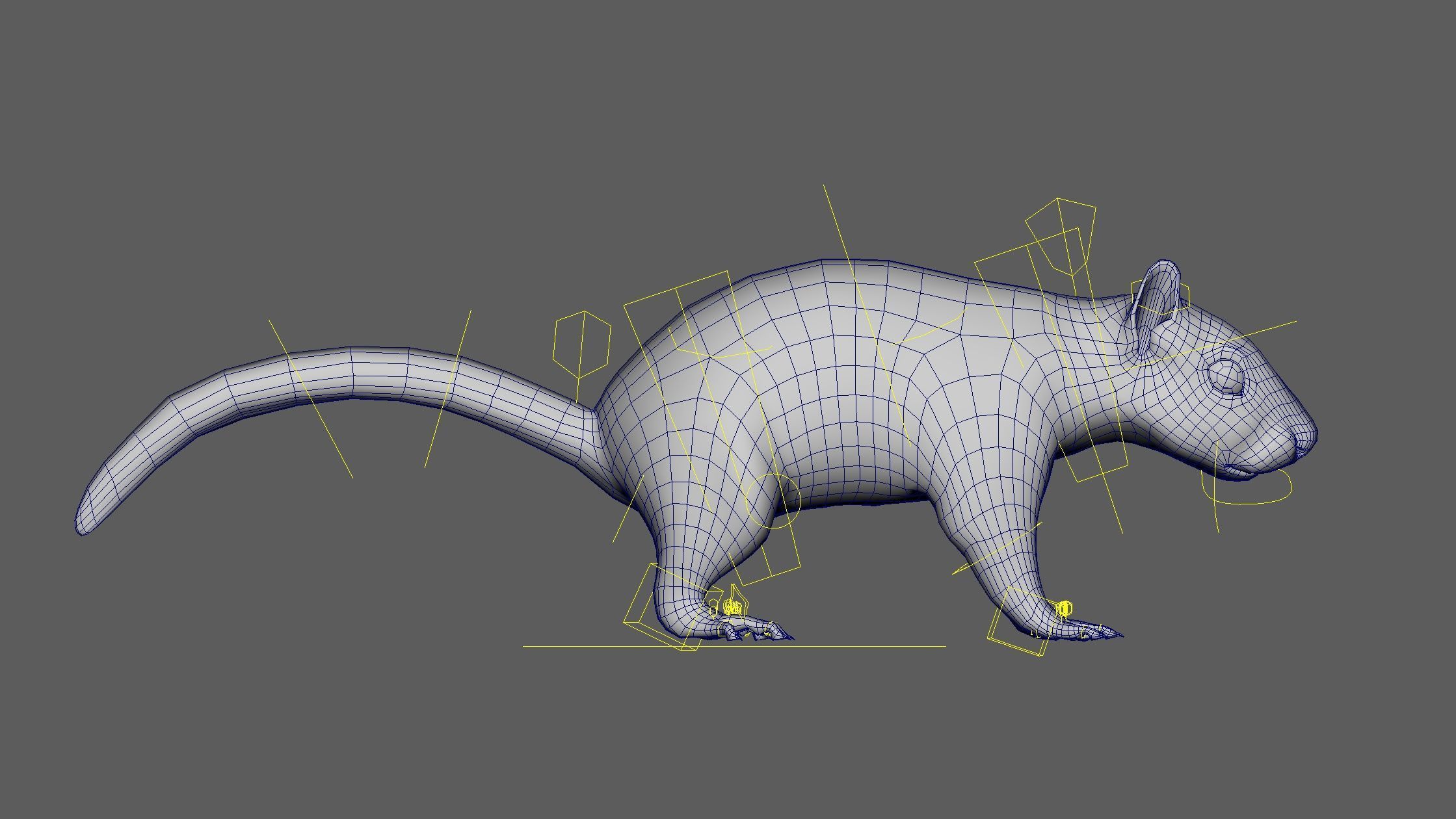 SQUIRREL RIG XGEN CORE 3D model_13