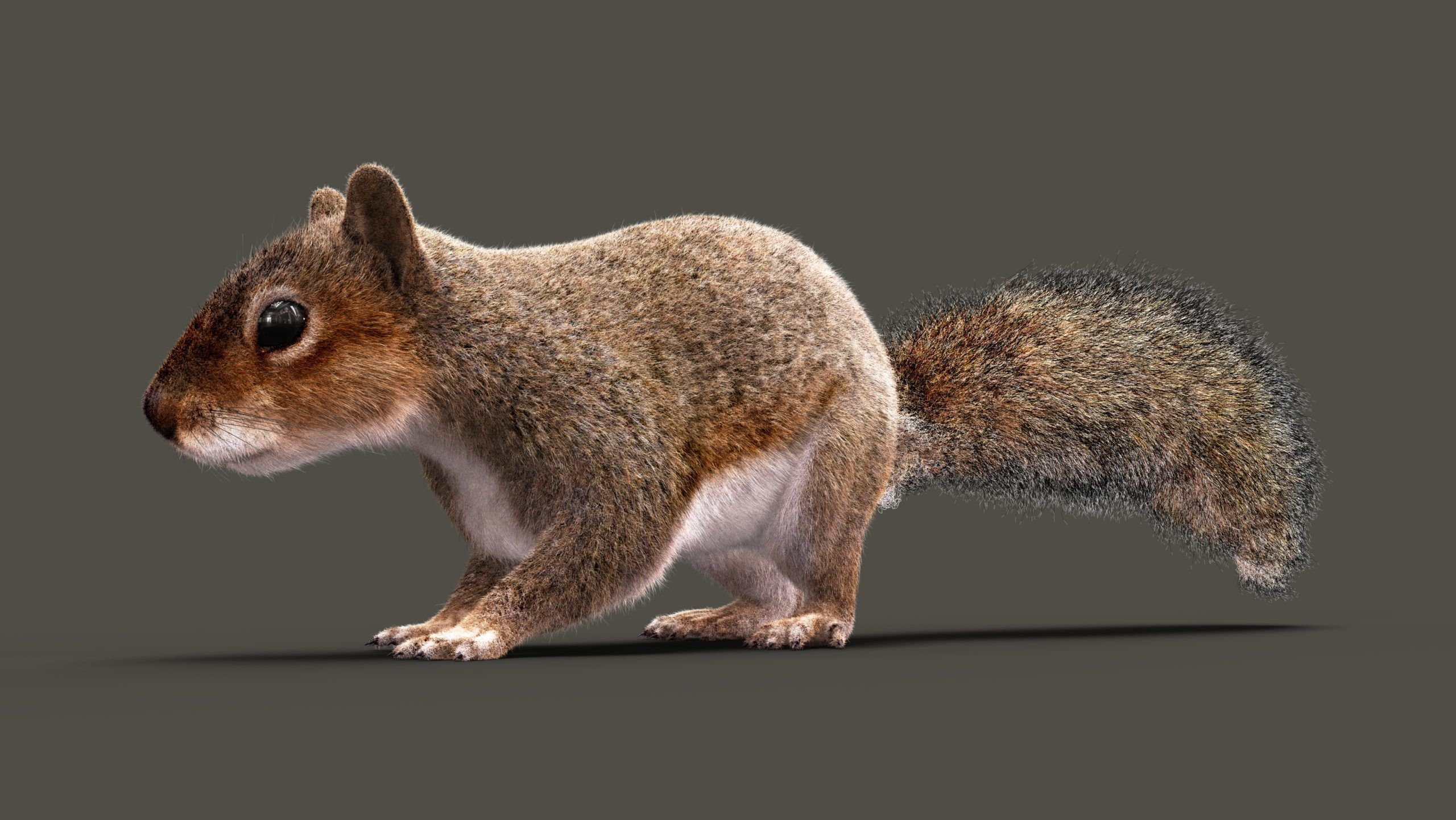 SQUIRREL RIG XGEN CORE 3D model_9