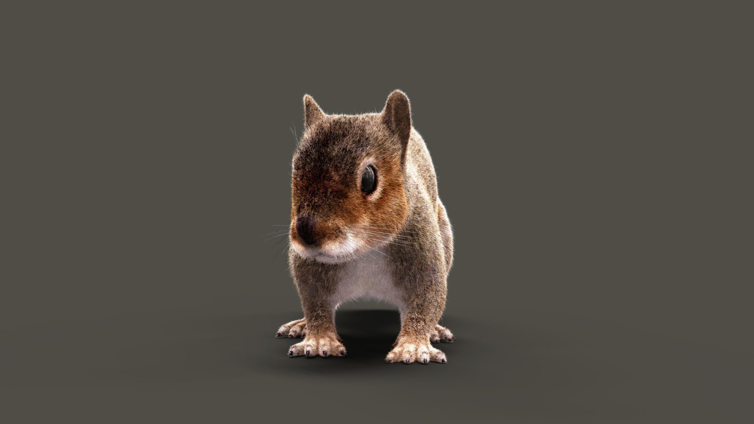 SQUIRREL RIG XGEN CORE 3D model_8