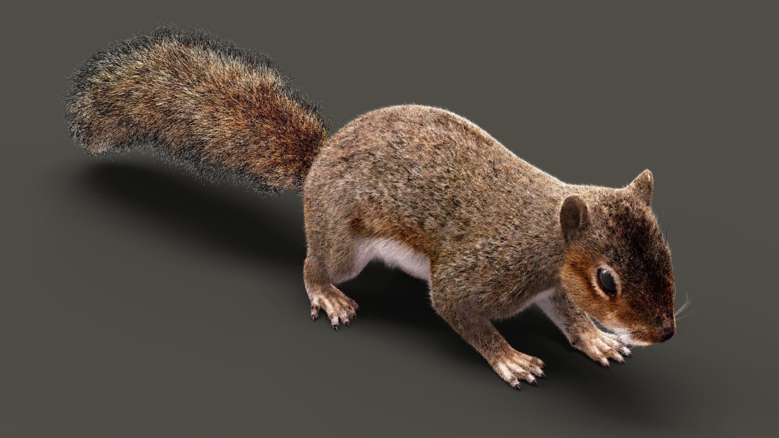 SQUIRREL RIG XGEN CORE 3D model_10