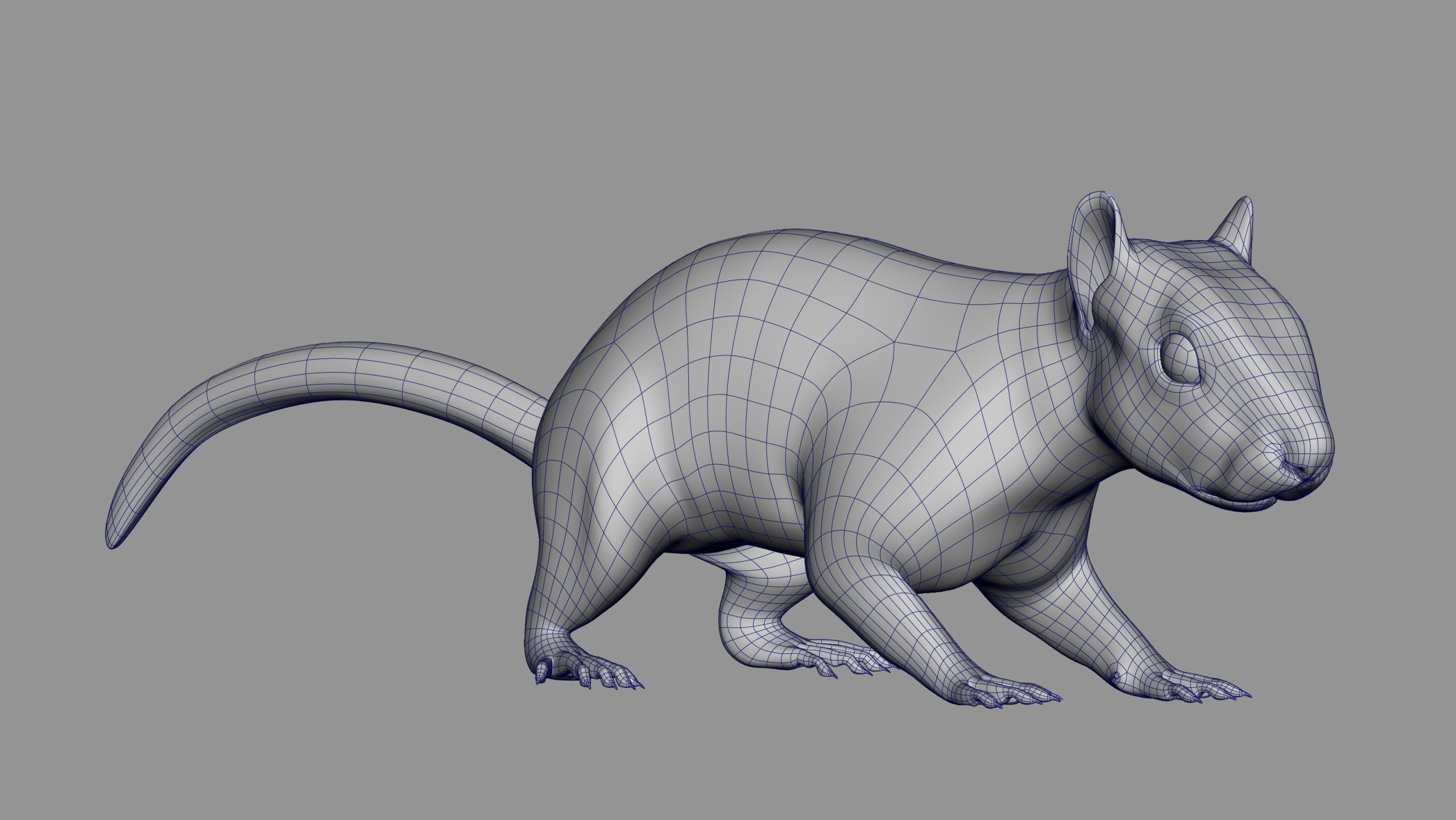SQUIRREL RIG XGEN CORE 3D model_14