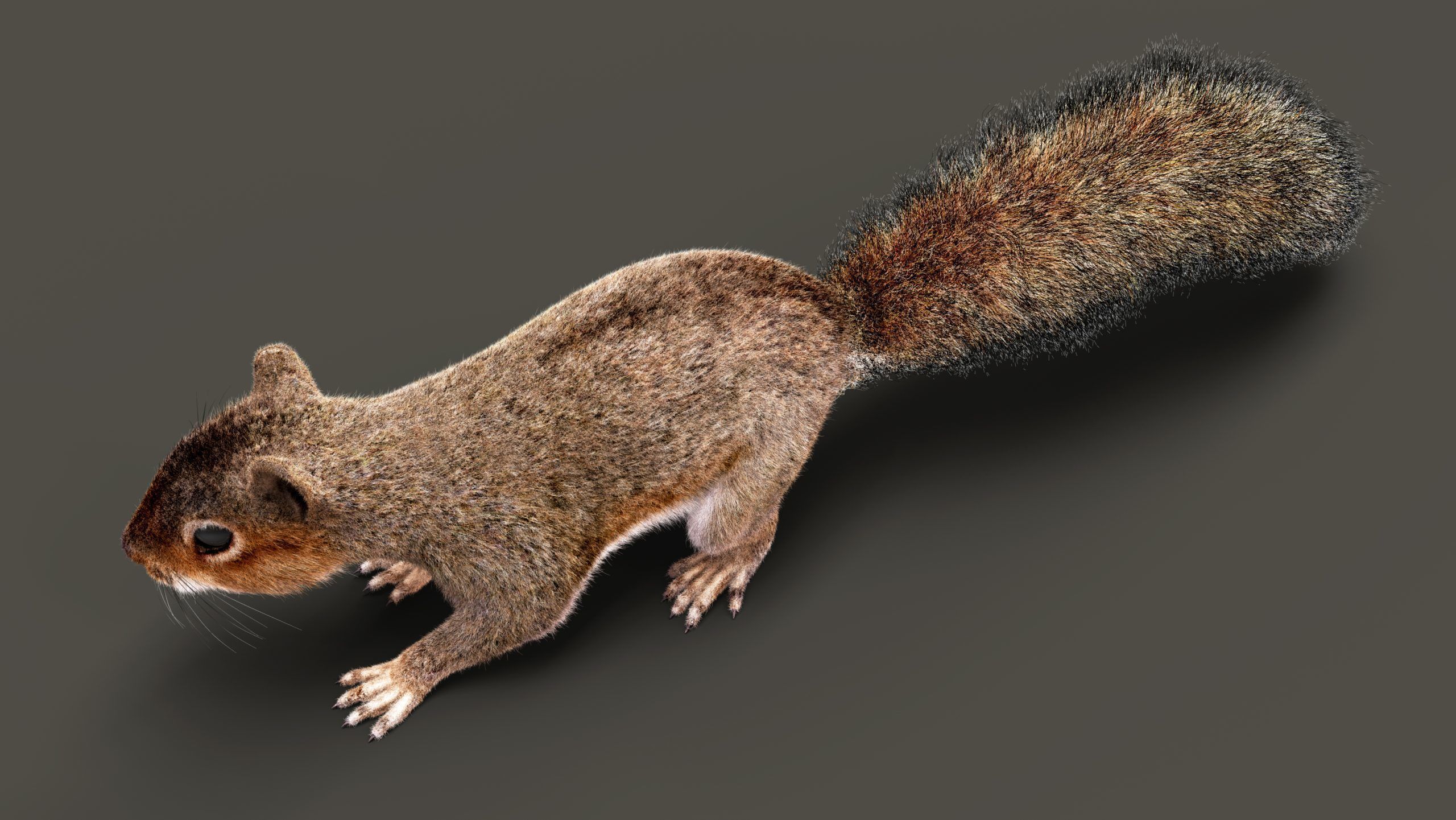 SQUIRREL RIG XGEN CORE 3D model_2
