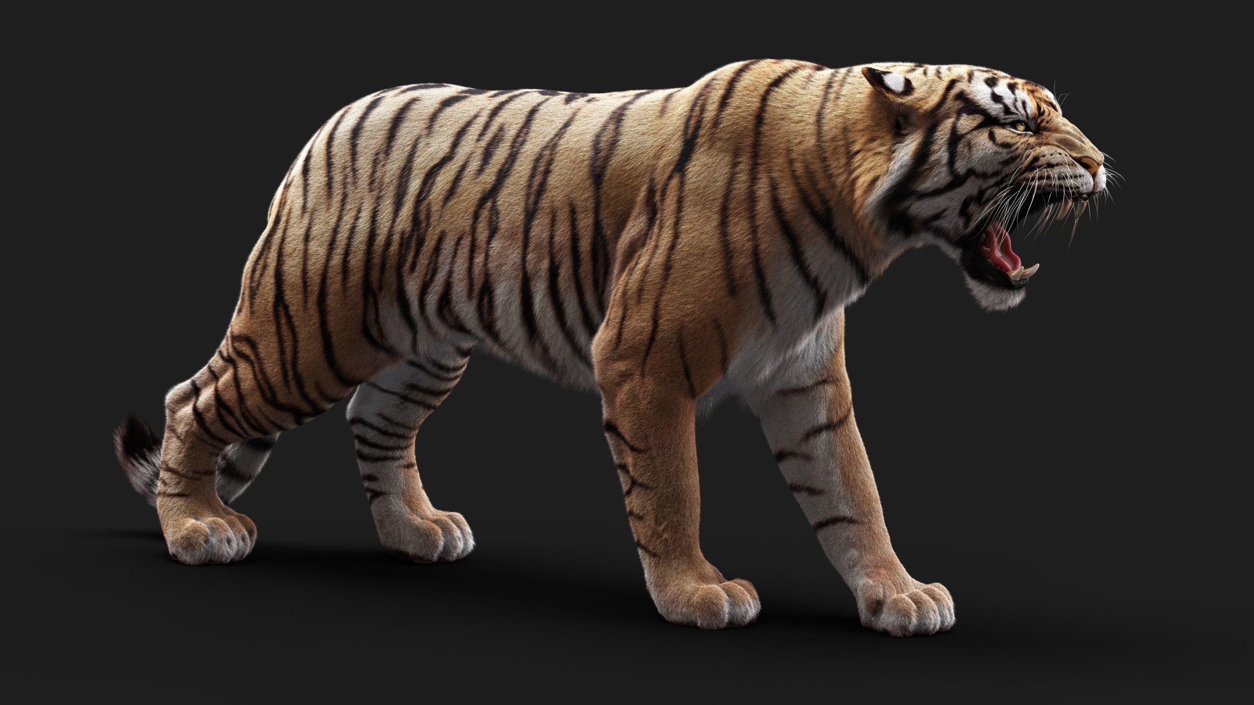 Bengal Tiger ANIMATED Yeti 3D model_11