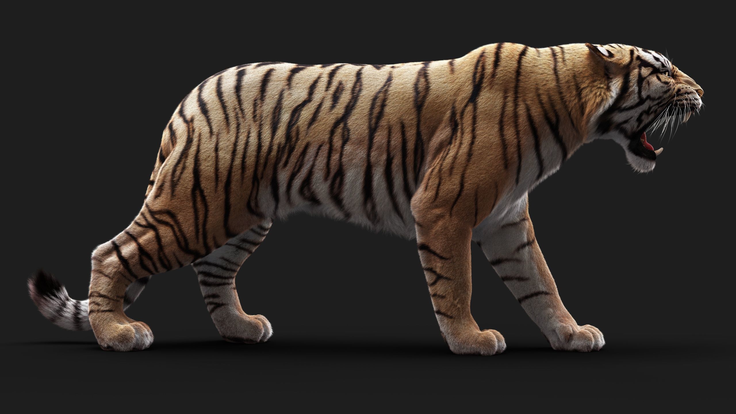 Bengal Tiger ANIMATED Yeti 3D model_10