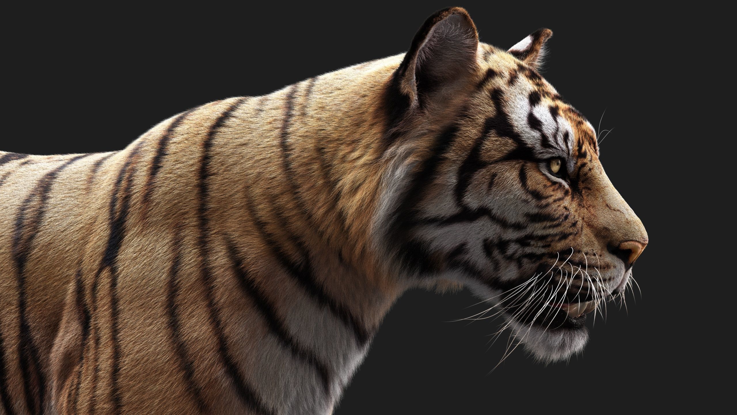 Bengal Tiger ANIMATED Yeti 3D model_13