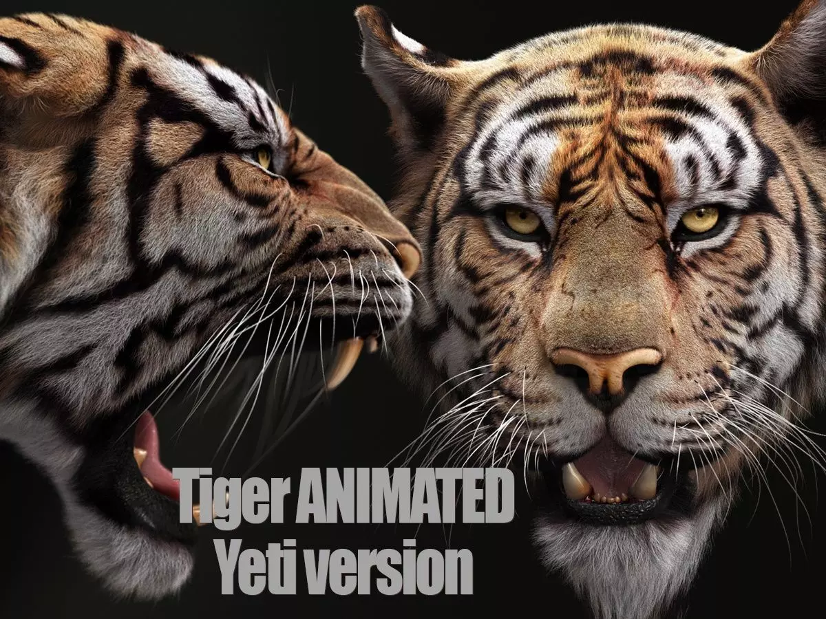 Bengal Tiger ANIMATED Yeti 3D model_0
