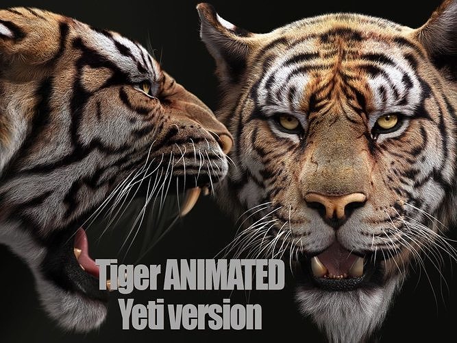 Bengal Tiger ANIMATED Yeti 3D model