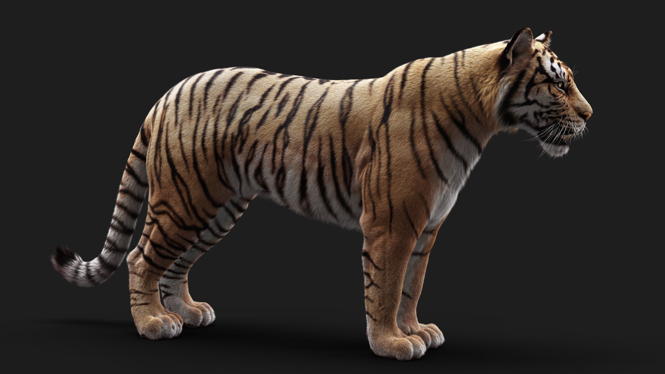 Bengal Tiger ANIMATED Yeti 3D model_12