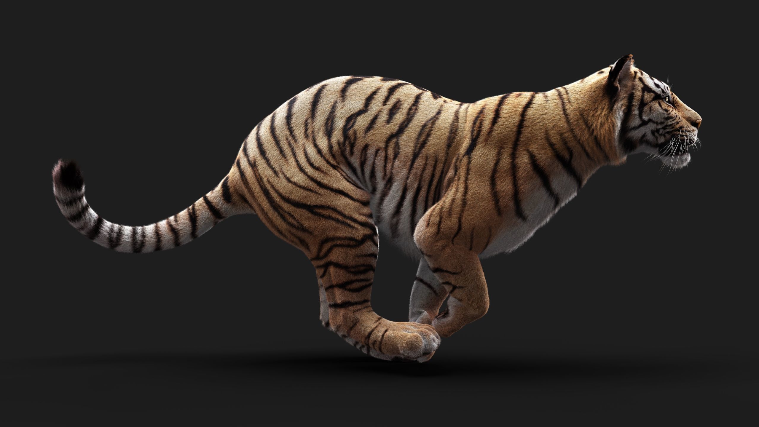 Bengal Tiger ANIMATED Yeti 3D model_14