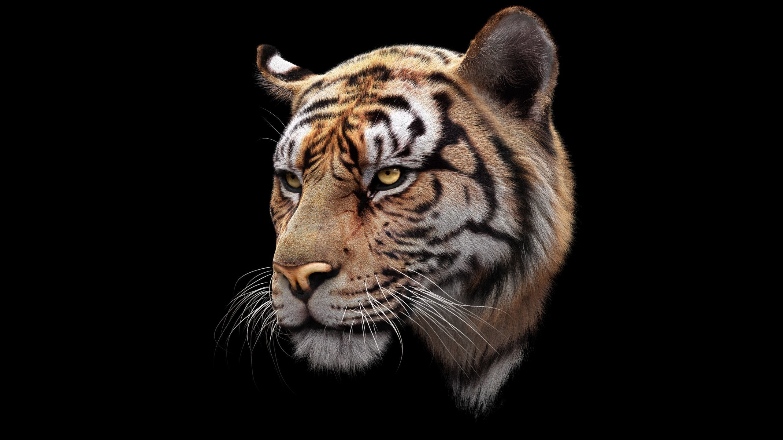 Bengal Tiger ANIMATED Yeti 3D model_6