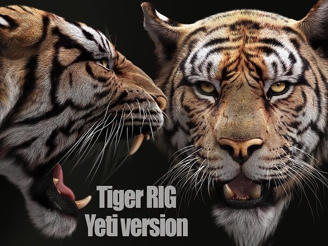 Bengal Tiger RIG Yeti 3D model