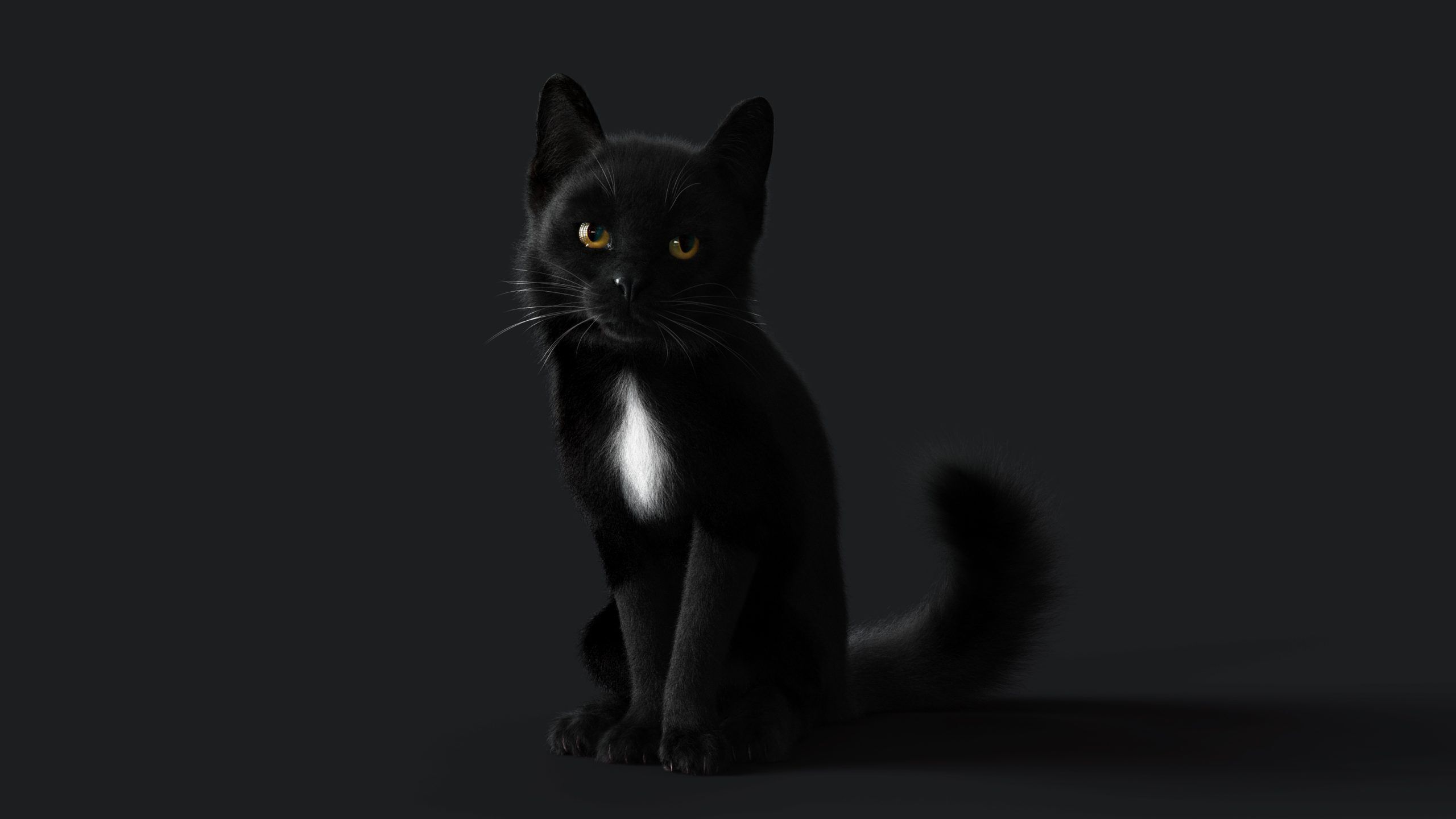 Cat Black RIG YETI version 3D model_2