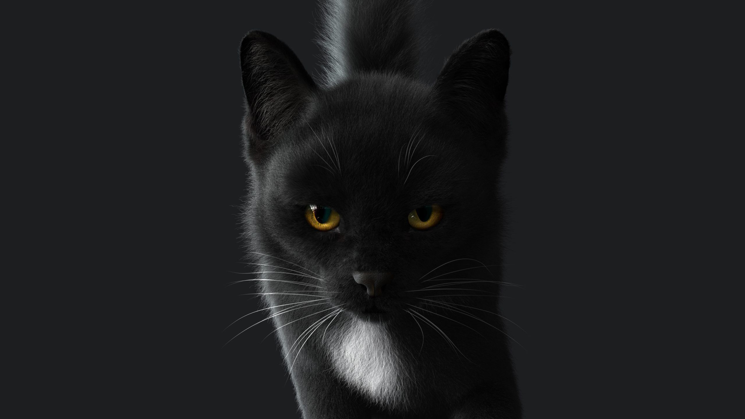 Cat Black RIG YETI version 3D model_4
