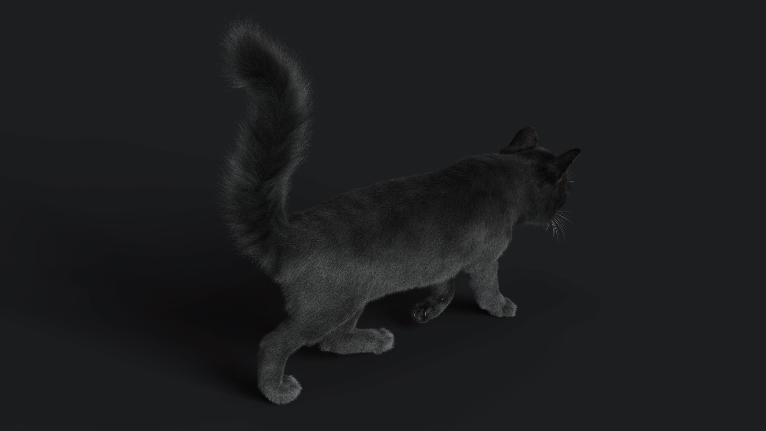 Cat Black RIG YETI version 3D model_6