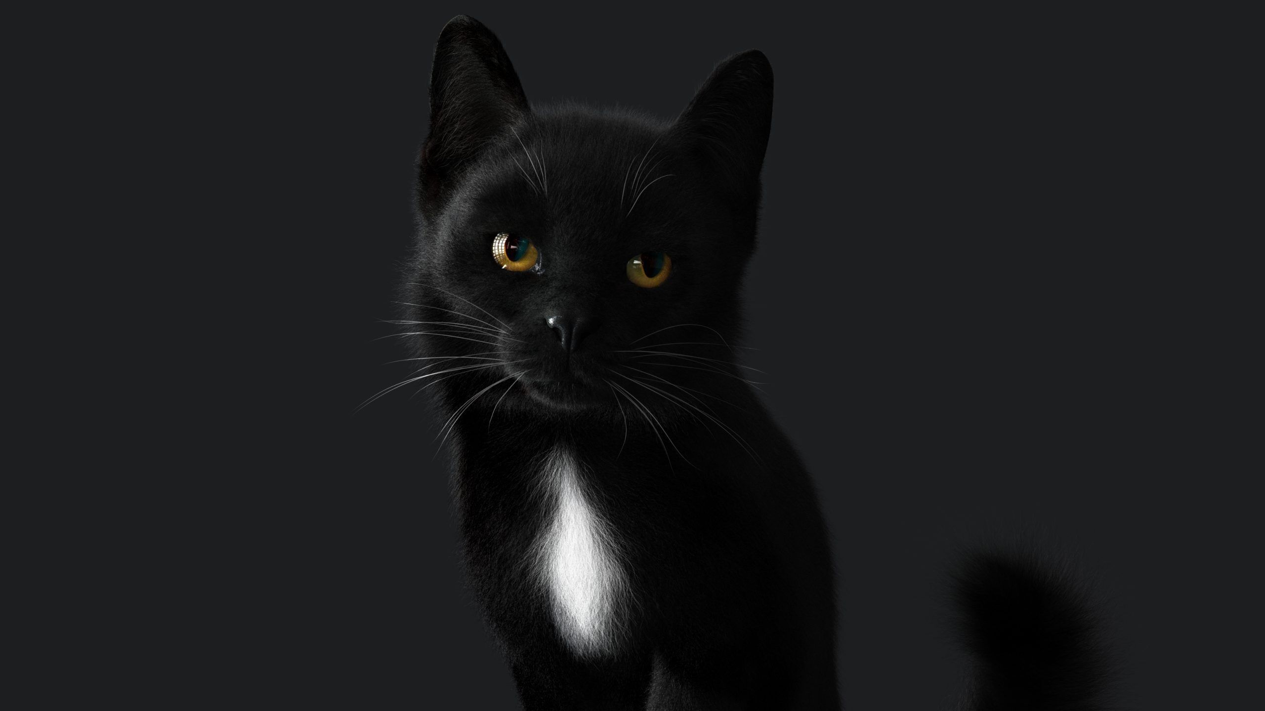 Cat Black RIG YETI version 3D model_3