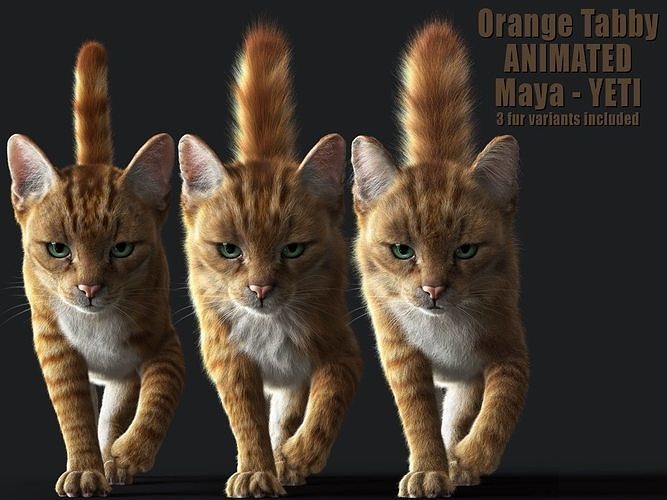 Cat Orange Tabby ANIMATED   YETI version 3D model