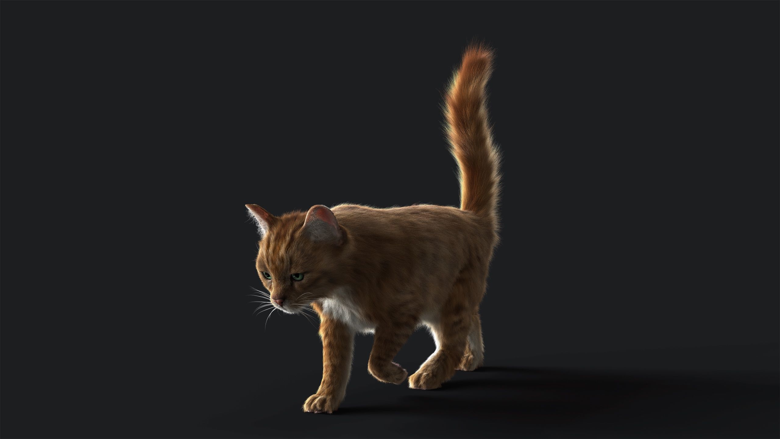Cat Orange Tabby RIG  YETI version 3D model_16