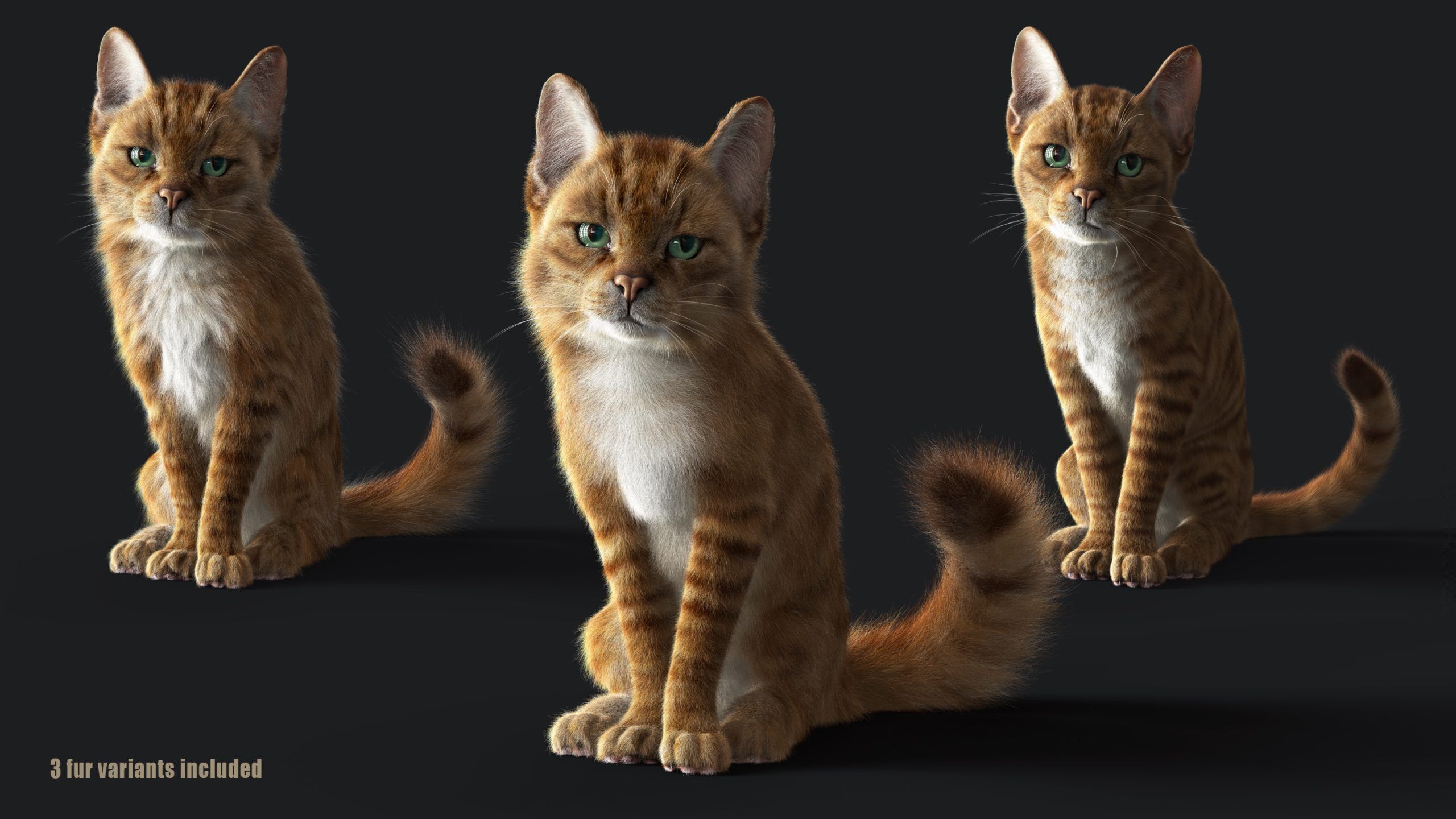 Cat Orange Tabby RIG  YETI version 3D model_7