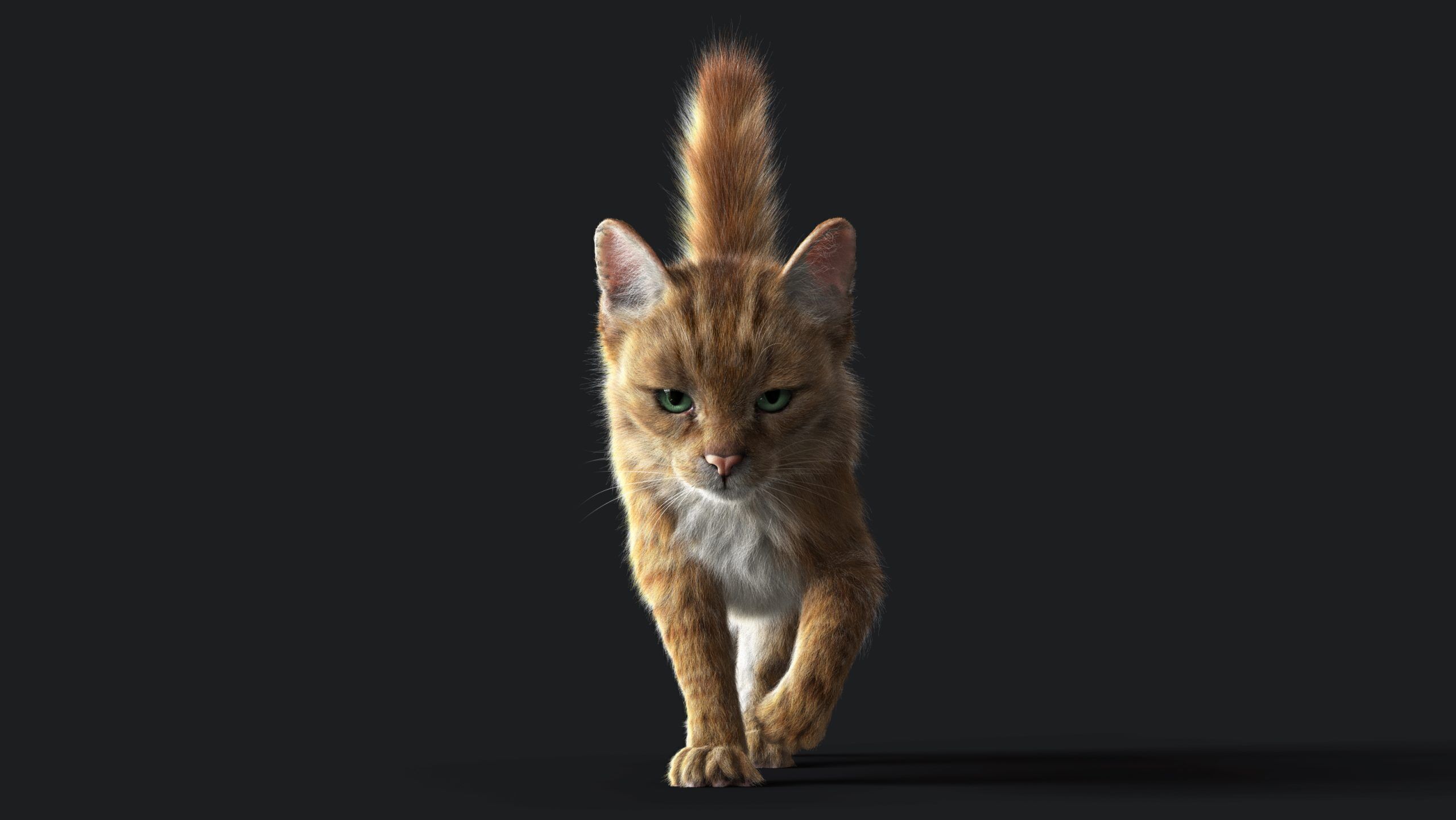 Cat Orange Tabby RIG  YETI version 3D model_2