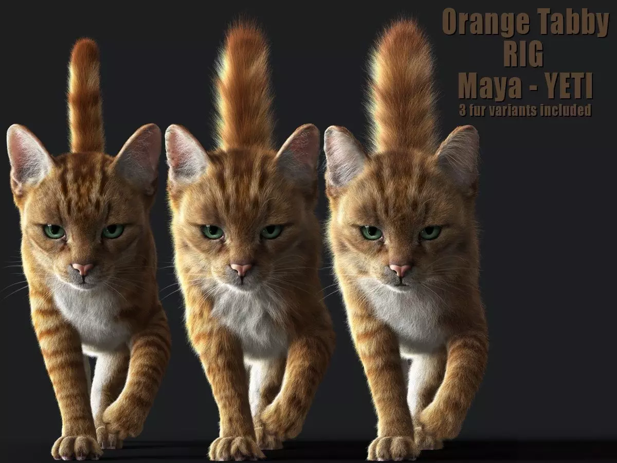 Cat Orange Tabby RIG  YETI version 3D model_0