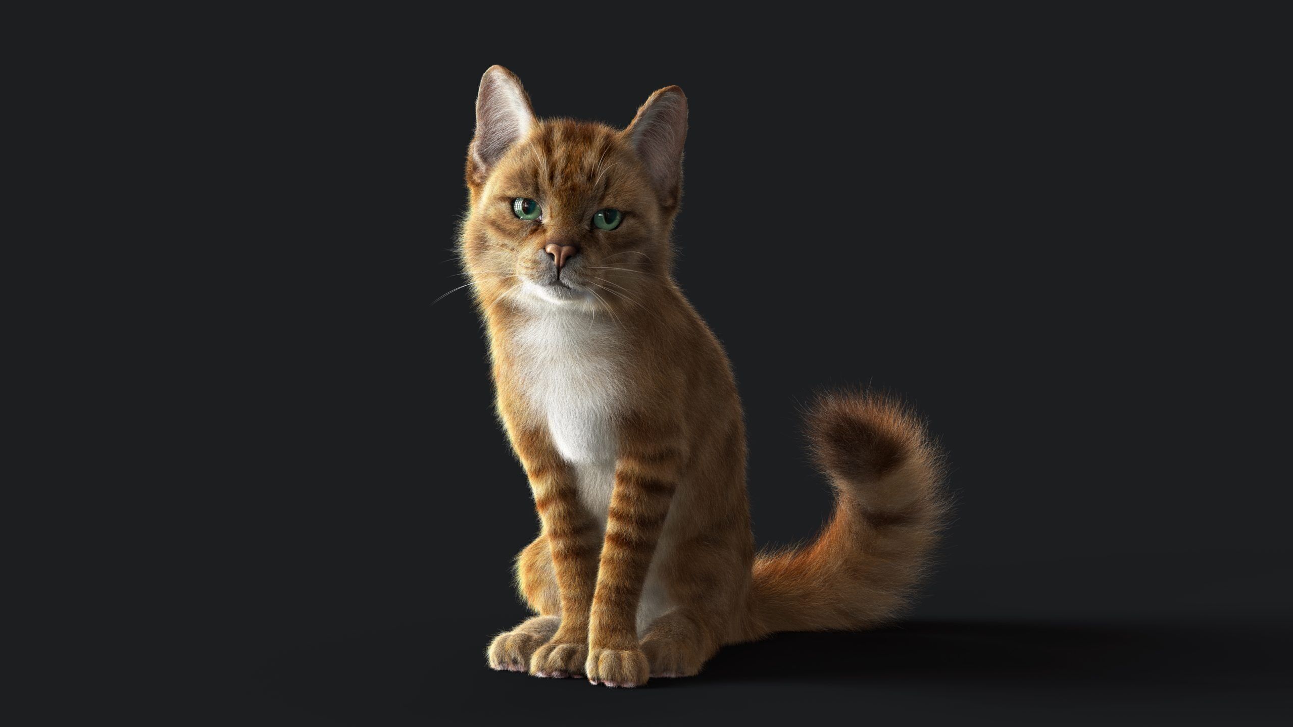 Cat Orange Tabby RIG  YETI version 3D model_6