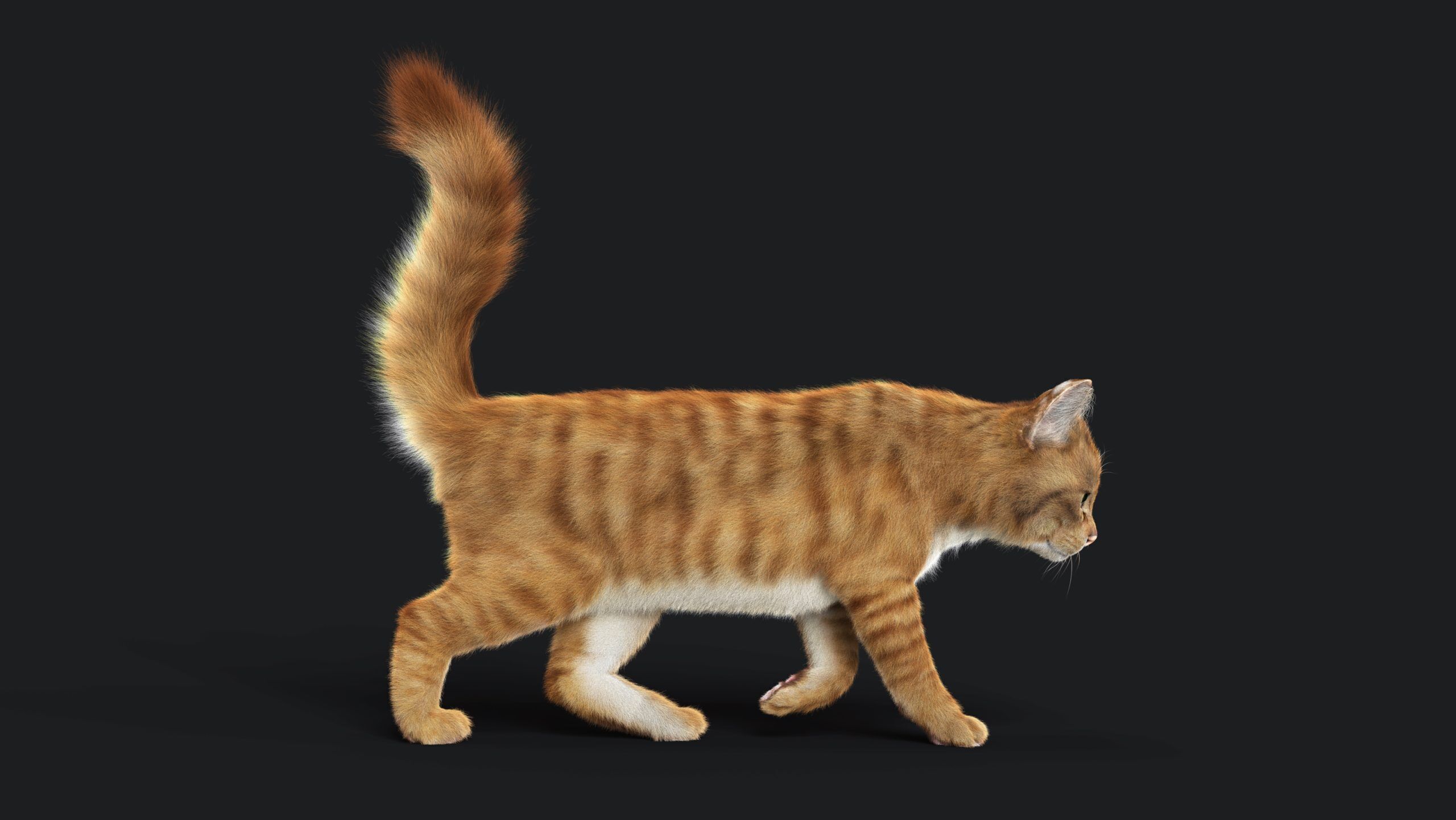 Cat Orange Tabby RIG  YETI version 3D model_12