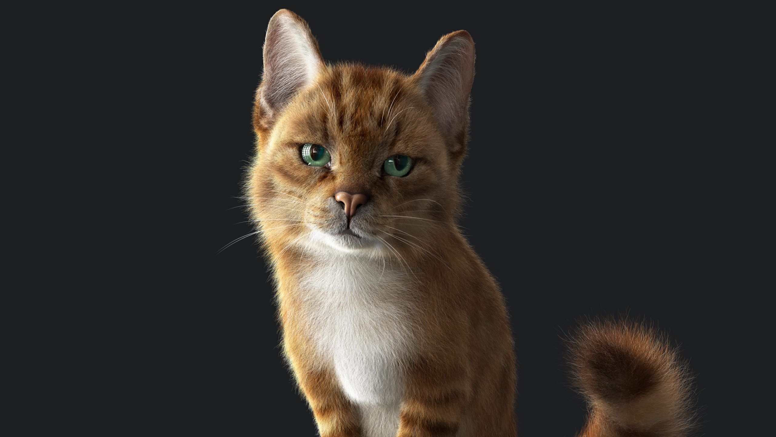 Cat Orange Tabby RIG  YETI version 3D model_15