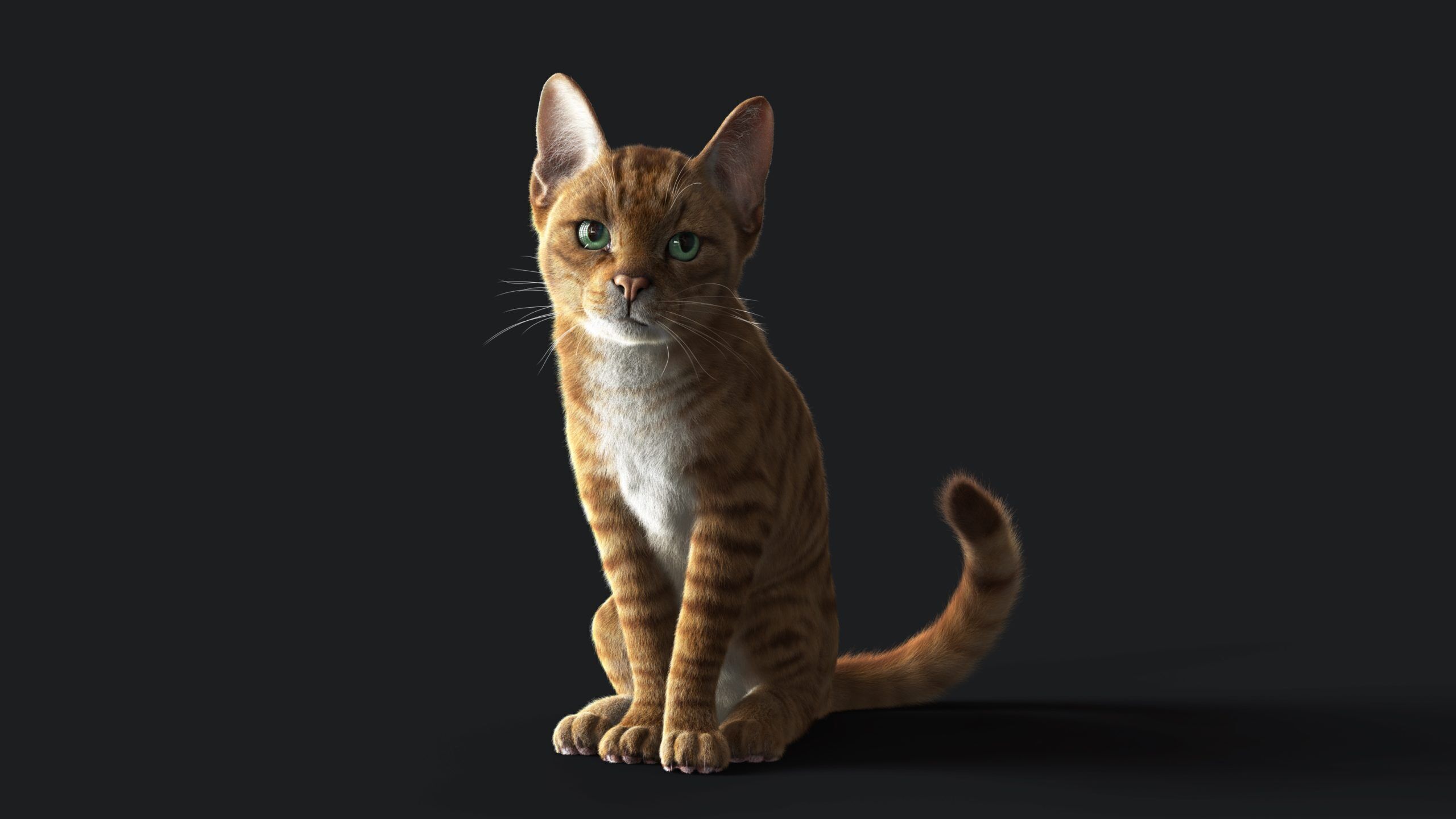Cat Orange Tabby RIG  YETI version 3D model_4