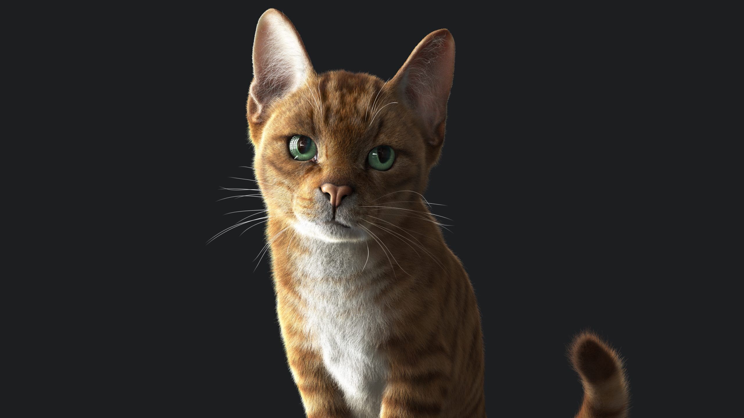 Cat Orange Tabby RIG  YETI version 3D model_14