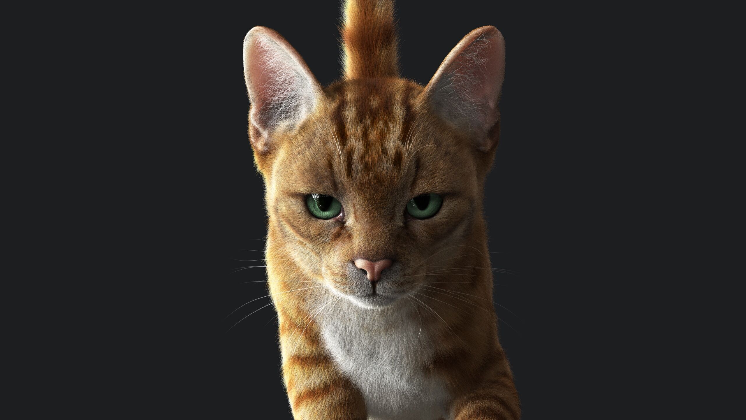 Cat Orange Tabby RIG  YETI version 3D model_8