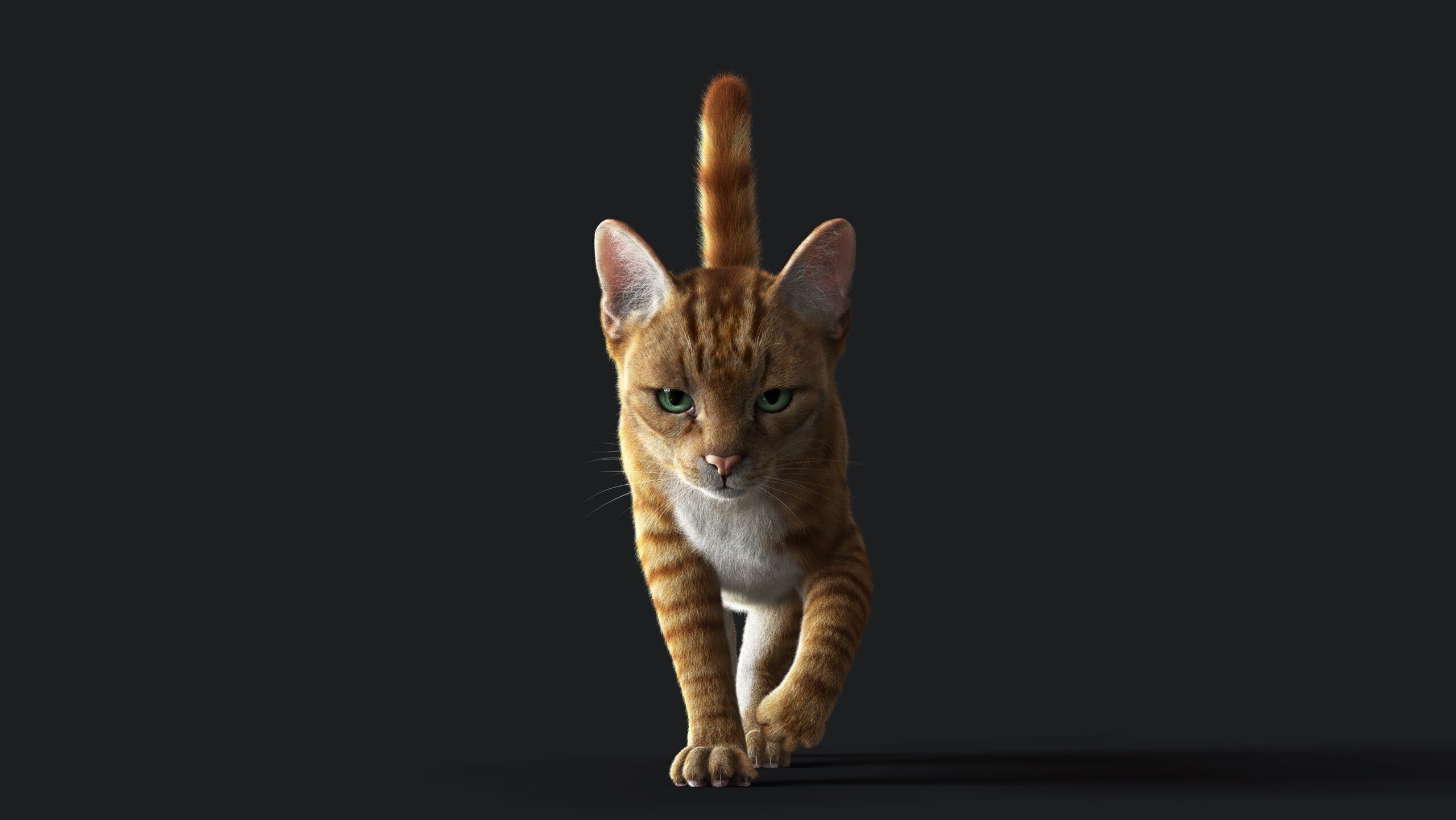 Cat Orange Tabby RIG  YETI version 3D model_1