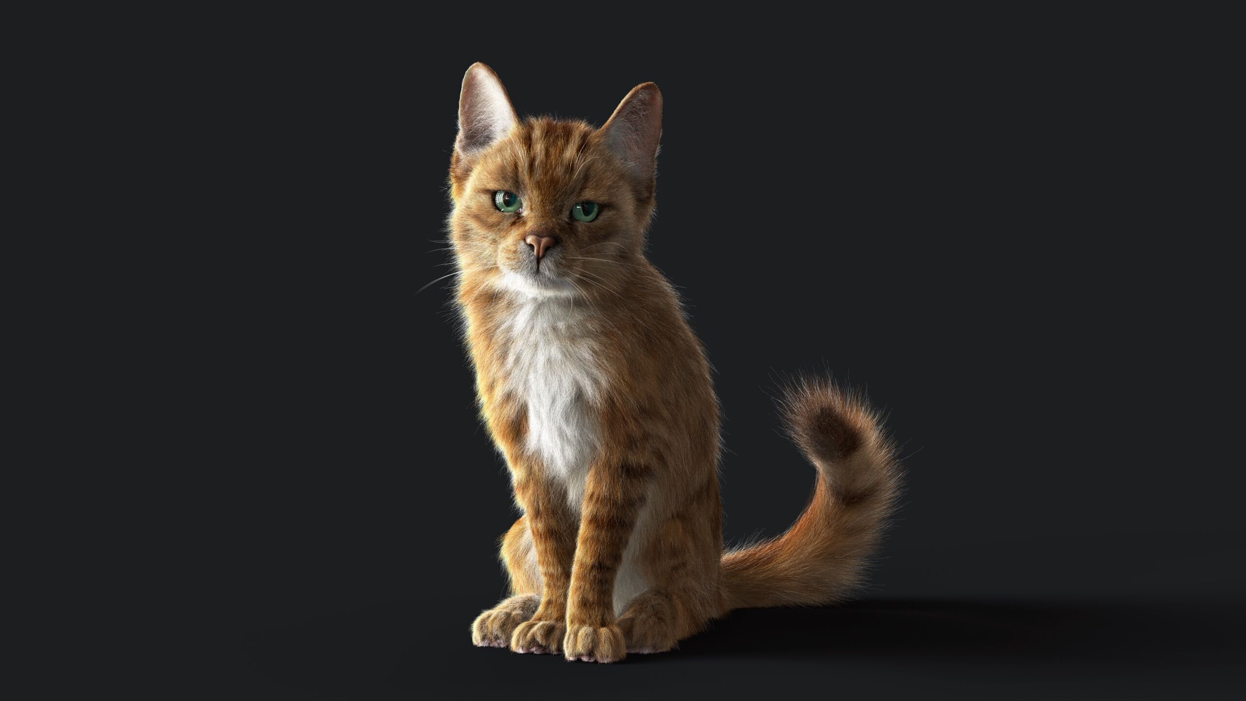 Cat Orange Tabby RIG  YETI version 3D model_5