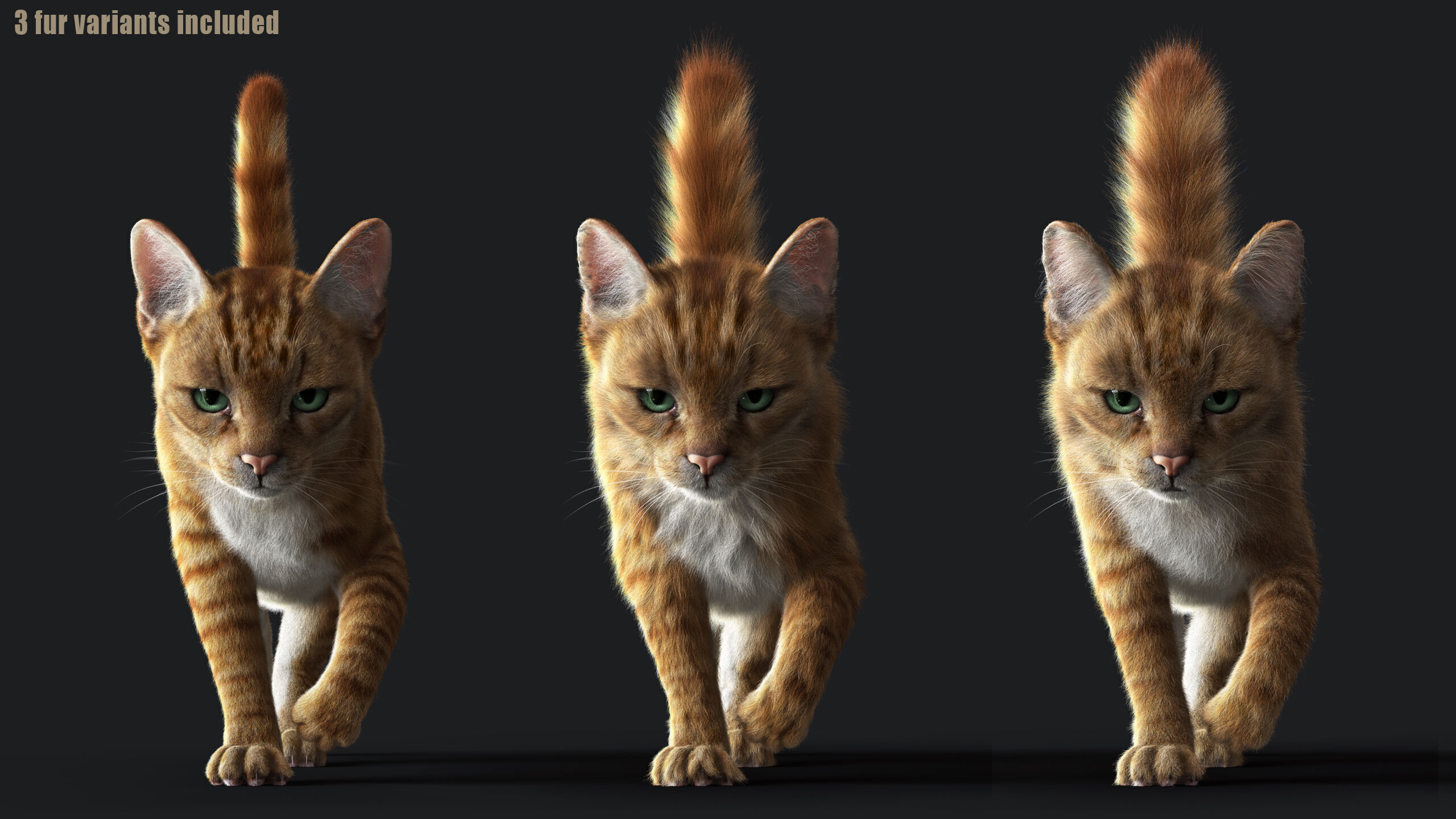 Cat Orange Tabby RIG  YETI version 3D model_3